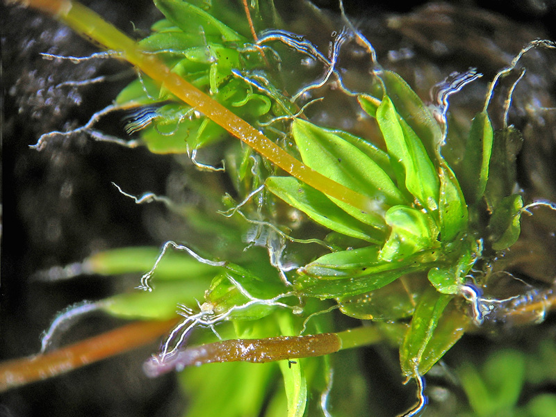 Altro sul cemento - Tortula muralis